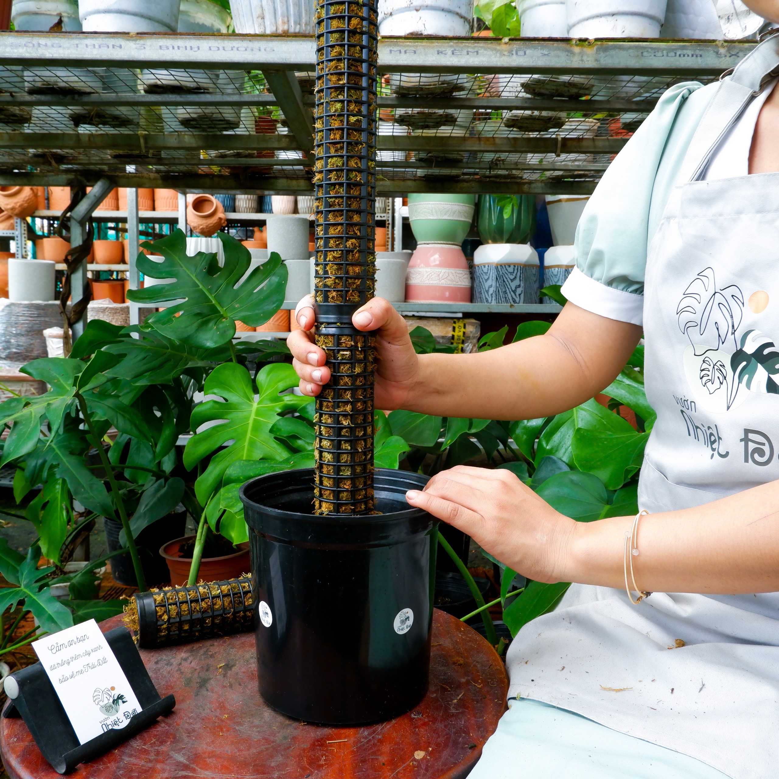 Trụ rêu rừng vườn nhiệt đới lắp ráp nối dài, ráp được dính đáy chậu nhựa
