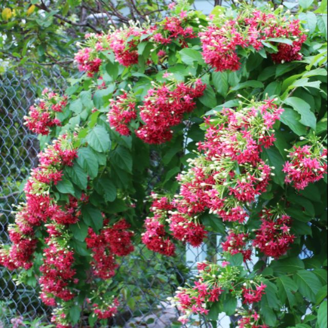 HOA LEO SỬ QUÂN TỬ-hàng gửi đi nguyên chậu- CHẬU SIZE TRUNG