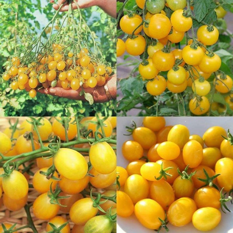 Hạt giống cà chua hoàng kim cà chua cherry vàng, siêu quả dễ trồng