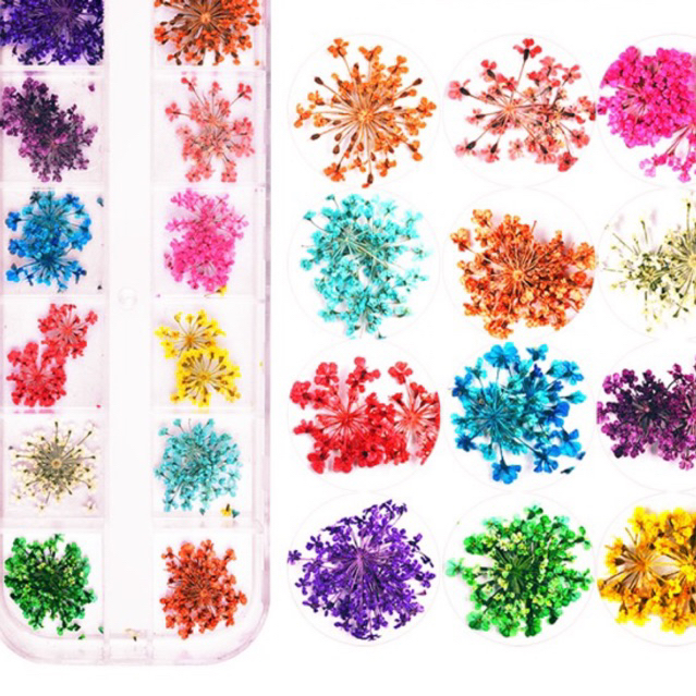 💐 hoa khô nhí pháo bông trang trí hộp 24 bông chuyên làm nail