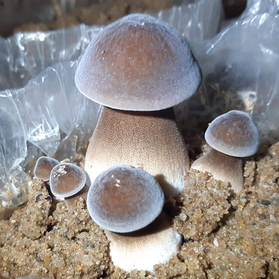 Phôi Nấm Mối Đen (01 kiện hàng 6 bịch )