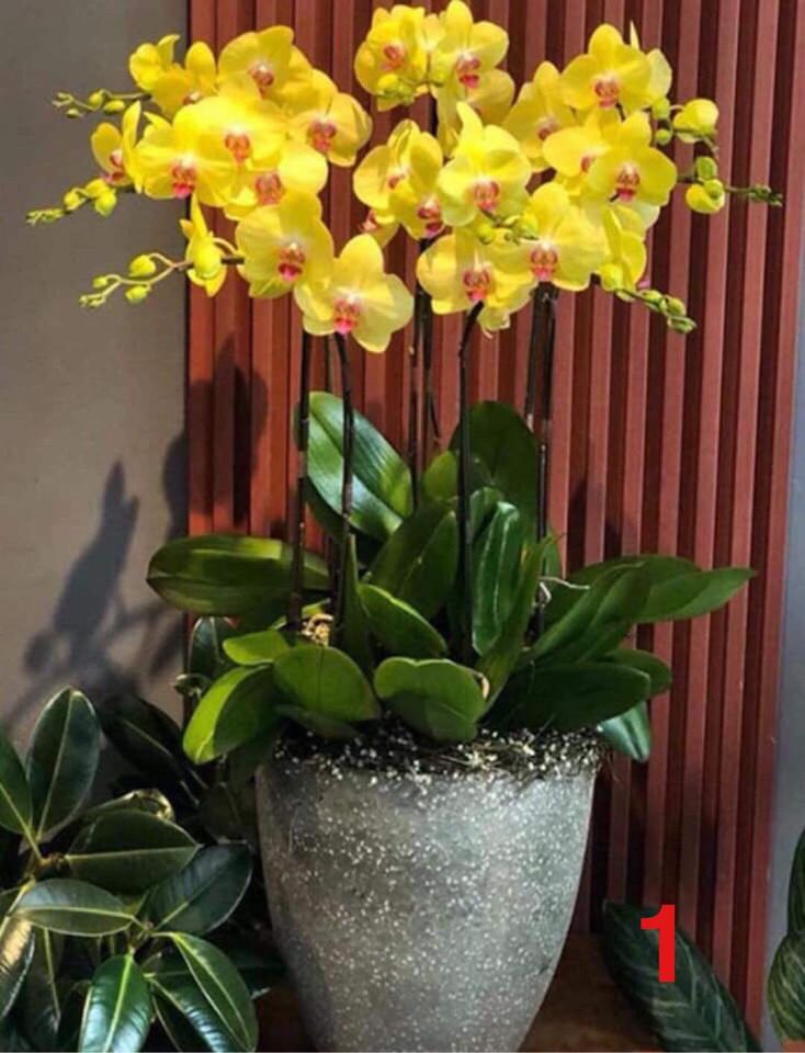 hồ điệp khủng long 10 màu