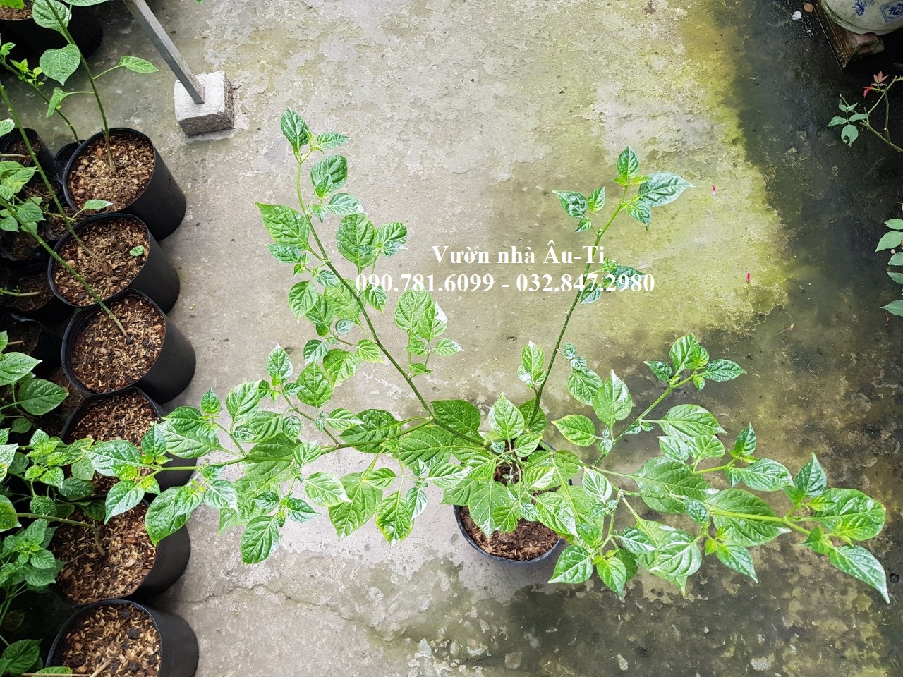 Cây ớt peru Aji Charapita 70cm-1m đang có nụ
