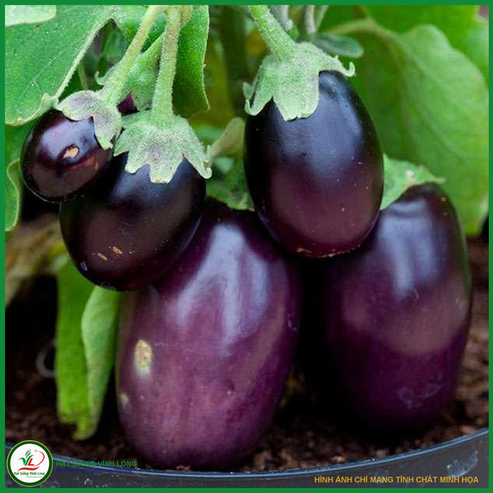 Hạt giống Cà tím trái tròn RD 206 - 0,5g