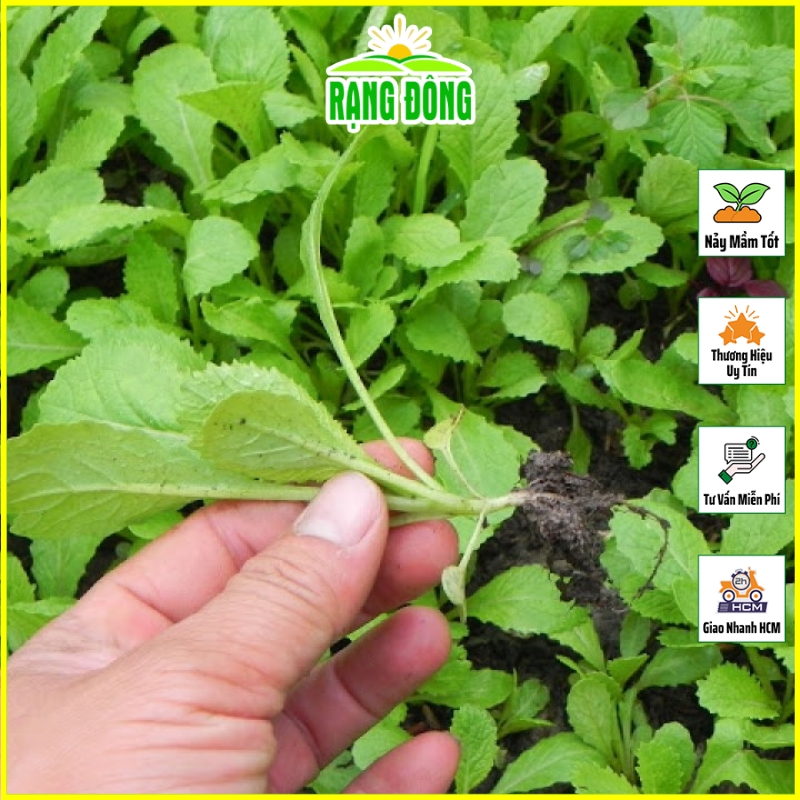 Hạt giống Cải Bẹ Xanh Mỡ Ăn Non Dễ Trồng, Nhanh Thu Hoạch (gói 20 gram) - Hạt Giống Rạng Đông