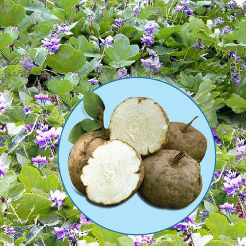 Sâm tố nữ khô - Củ sâm tố nữ khô cao cấp - Sản phẩm hữu cư tự nhiên của Tuệ Tâm - Gói 200gr