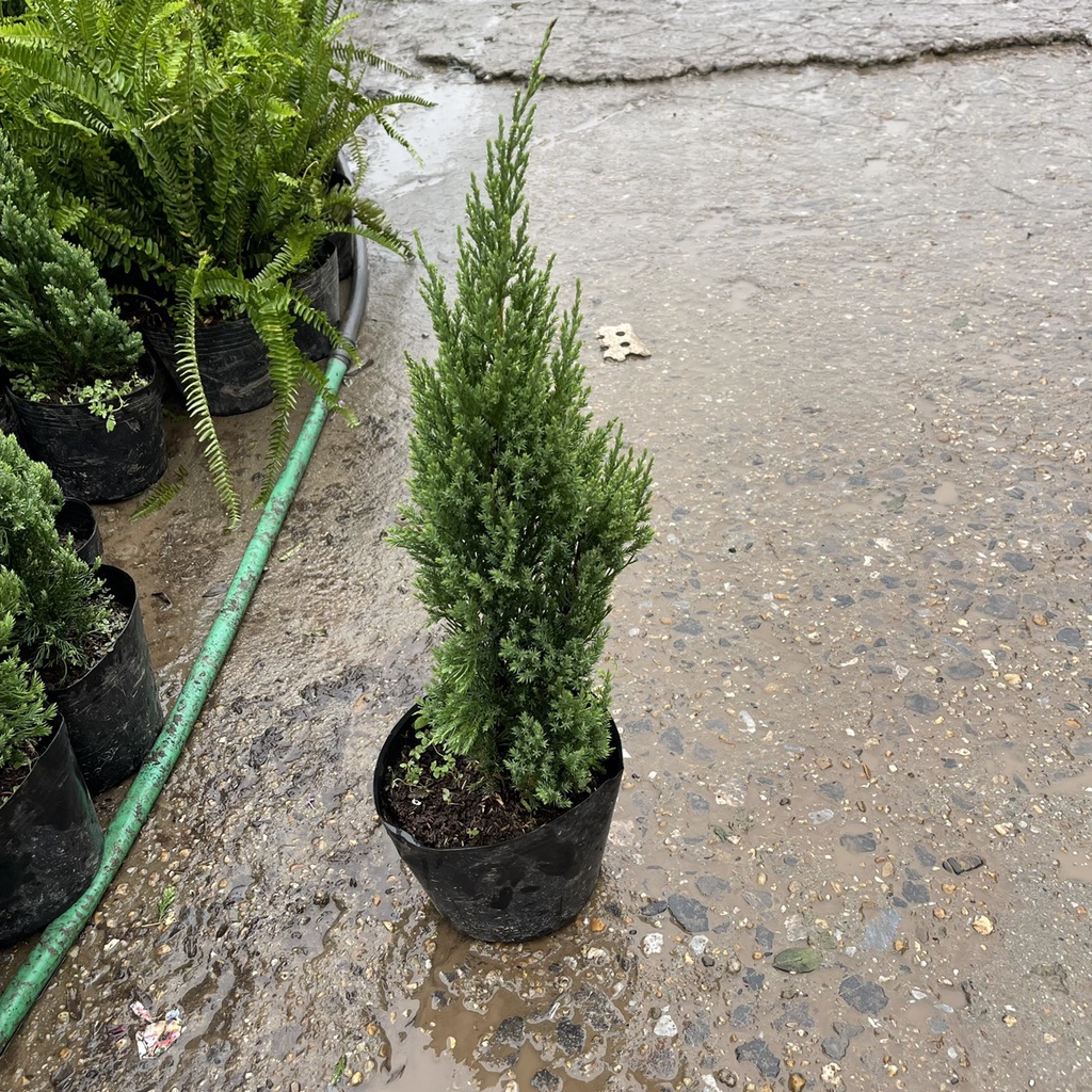 Cây tùng thơm xanh chiều cao 50-60cm dùng trang trí nhà cửa,lễ giáng sinh