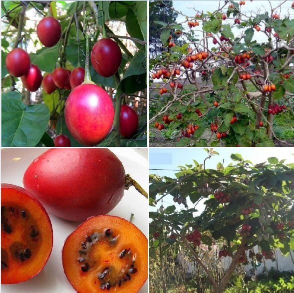 Bộ hạt giống cà chua thân gỗ ( 1 gói hạt giống 10 hạt  + 3 viên nén ươm hạt + 1 gói kích thích nảy mầm )