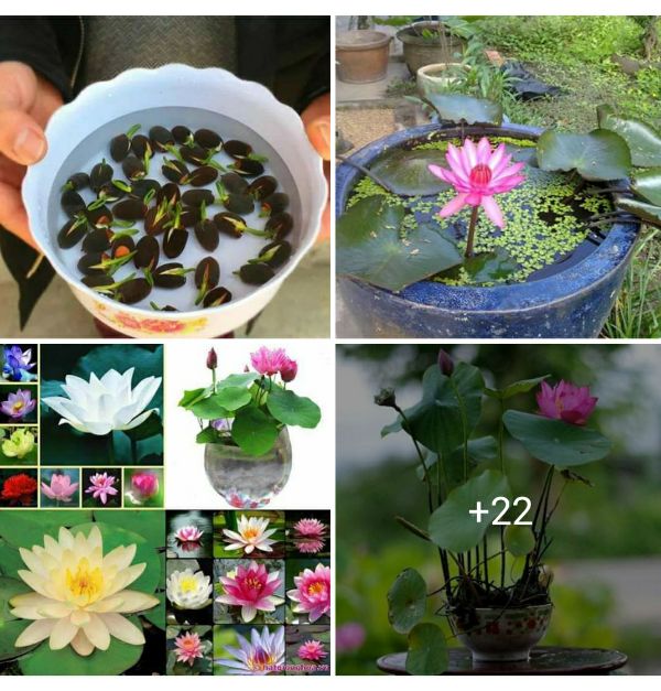 COMBO 10 HẠT GIỐNG HOA SEN NHÂT MINI MIX MÀU