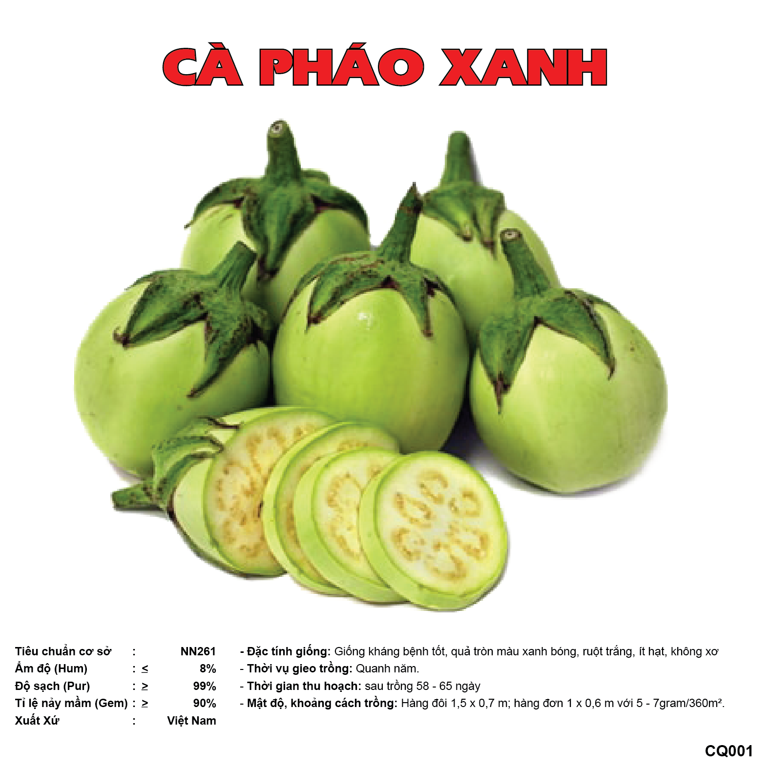 hạt giống cà pháo xanh cao sản, quả to tròn, giòn, xanh non, cây khoẻ, dễ trồng, phù hợp với khí hậu 4 mùa CQ001 - svina seeds