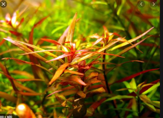 Cây Diệp Tài Hồng Lá Hẹp