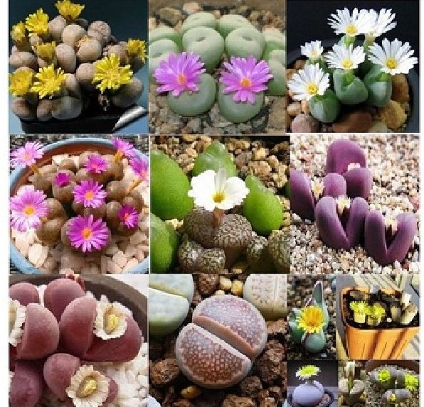 Hạt giống hoa đá sống thạch lan mix ( Gói 10 Hạt )