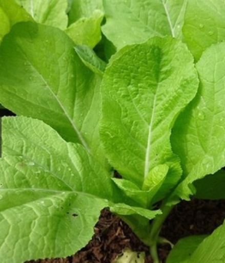 Hạt giống rau Cải mơ lùn kèm quà tặng