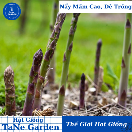 10h hạt giống rau măng tây tím - tane garden
