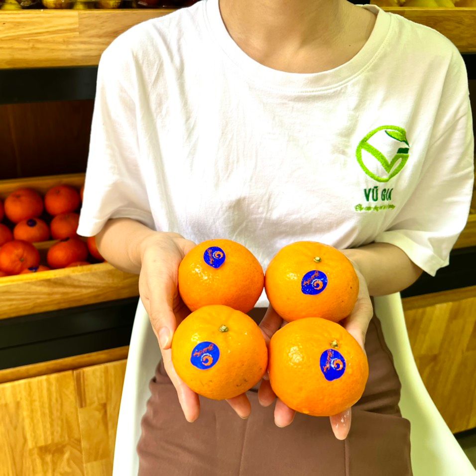 VG FARM Quýt Úc - mới về cứng trái, vỏ mỏng, thơm ngọt