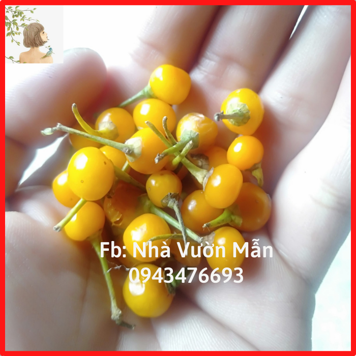 [TẶNG 3 TRÁI] 20 Hạt Giống Ớt Mắc Nhất Thế Giới Aji Charapita 570tr/kg Loại Ớt Ngon Và Đắt Nhất Thế Giới