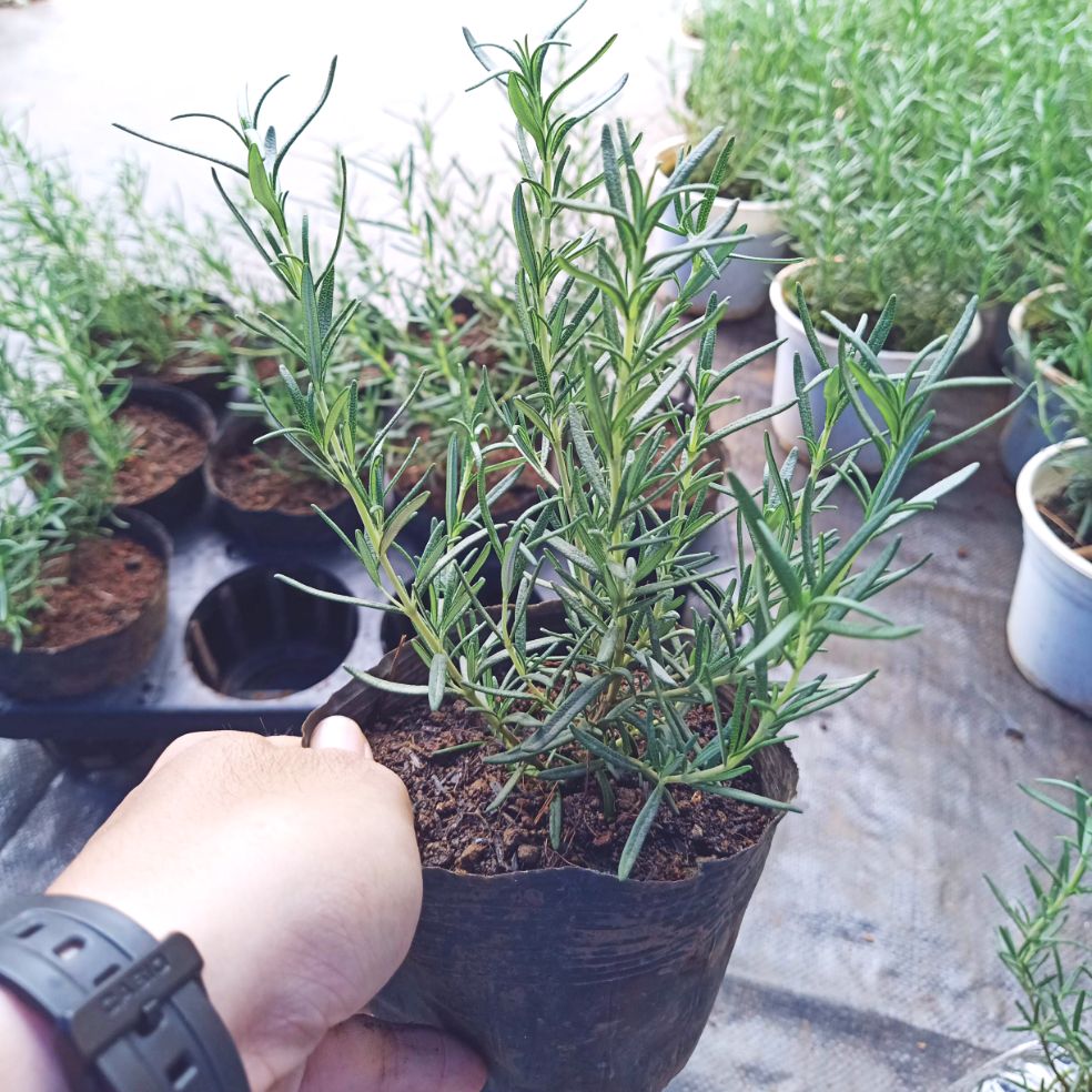 Cây hương thảo - Rosemary