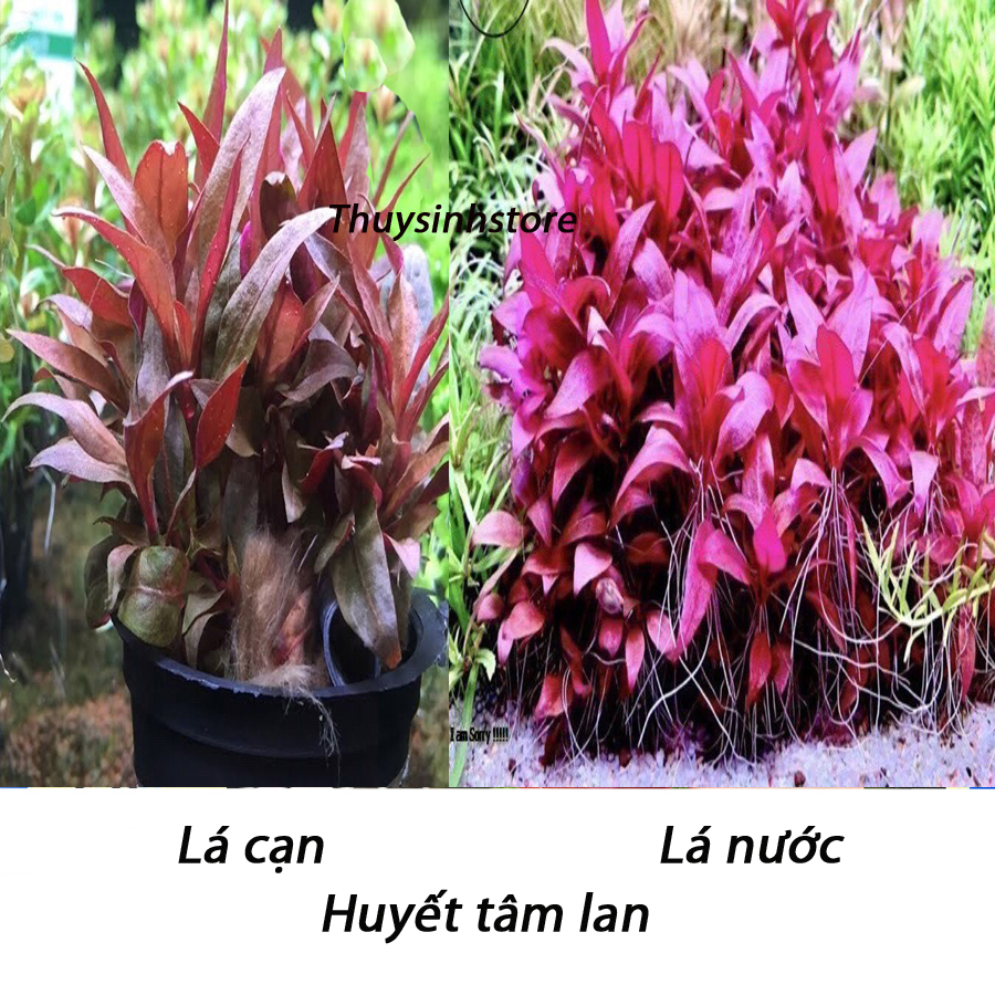 Cây thuỷ sinh huyết tâm lan - 10 ngọn