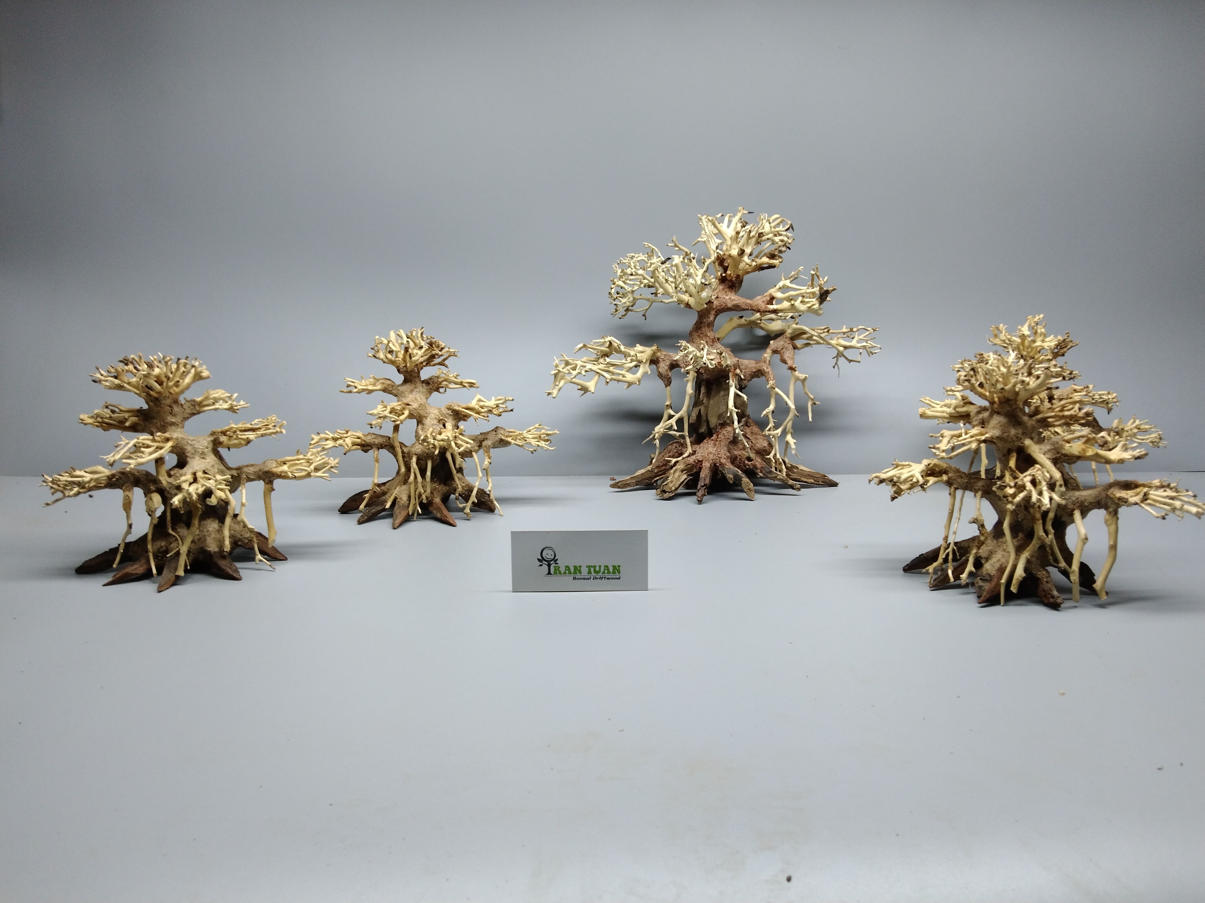 Lũa bonsai dáng cổ thụ
