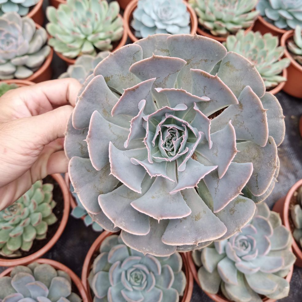 Sen đá bắp cải chậu lớn