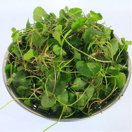 [Seeds] Hạt giống rau má lá nhỏ, đóng gói 1gr