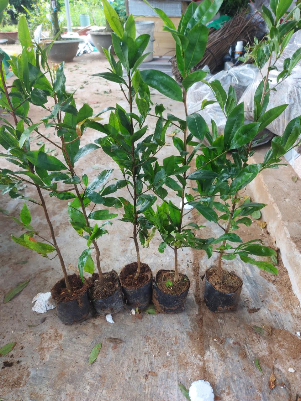 Combo 5 cây mai con quấn rễ hình trái bí