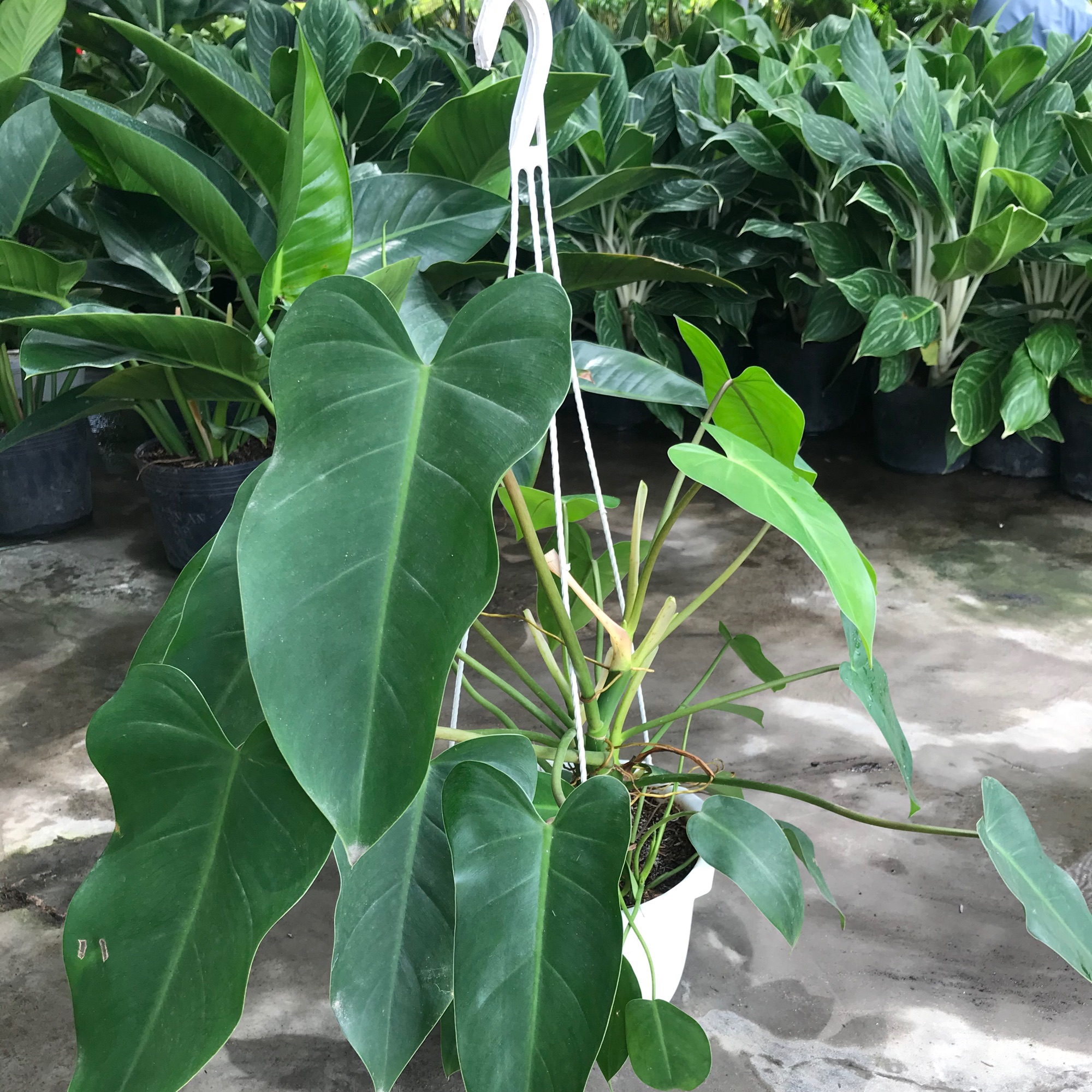 Cây trầu bà đại phu + tặng phân bón cho cây mau lớn