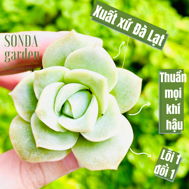 Sen đá hồng hà lan size mini lỗi 1 đổi 1