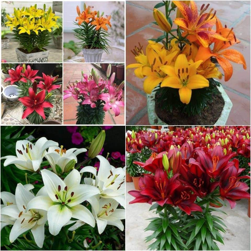 Combo 5 củ giống hoa ly thơm lùn hà lan nhập khẩu mixx đủ màu