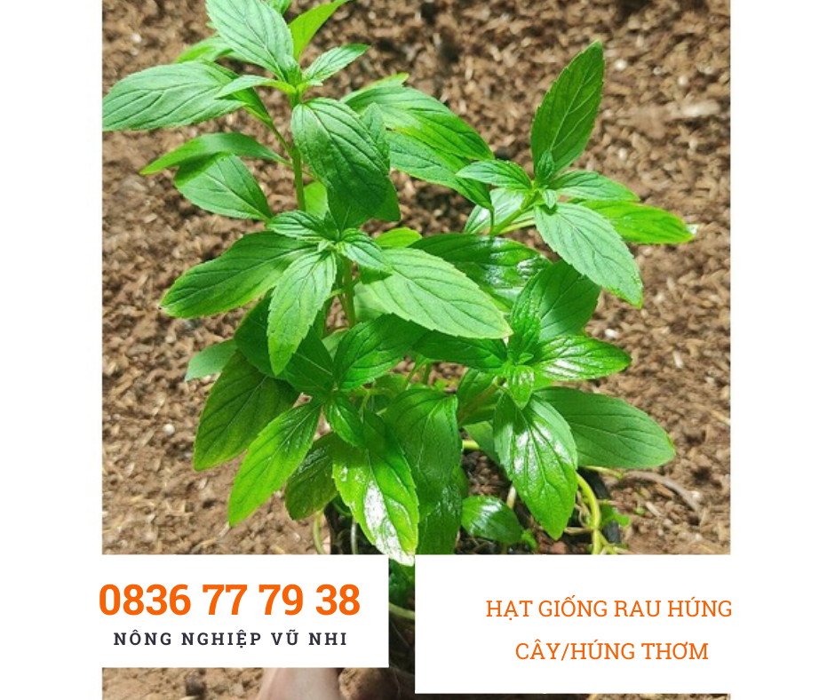 Hạt giống rau húng cây/Húng Thơm - hatgiong24h