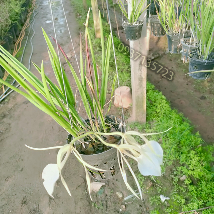 Giảm Giá Cây Lan Nữ Hoàng Bóng Đêm-Cây Trưởng Thành - Beecost