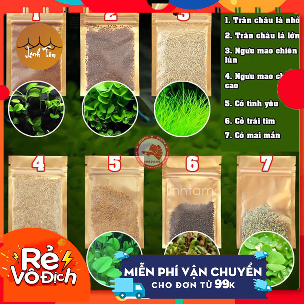 [Tặng cây mini] Hạt Giống Cây Thủy Sinh (Trân Châu Ngọc Trai, Ngưu Mao Chiên, Cỏ Tình Yêu, Cỏ May Mắn) - Guppy Xanh