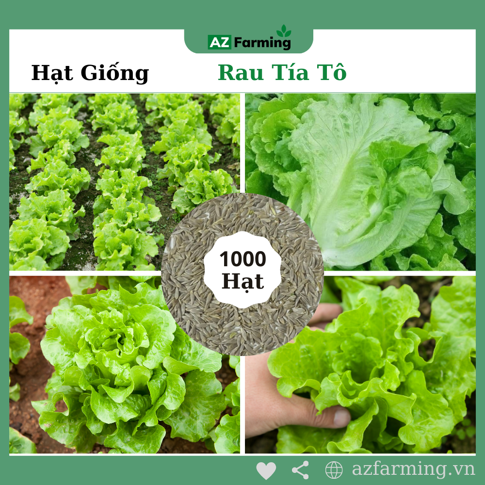 Hạt giống rau xà lách sanchu - gói 1000 hạt - azz farming