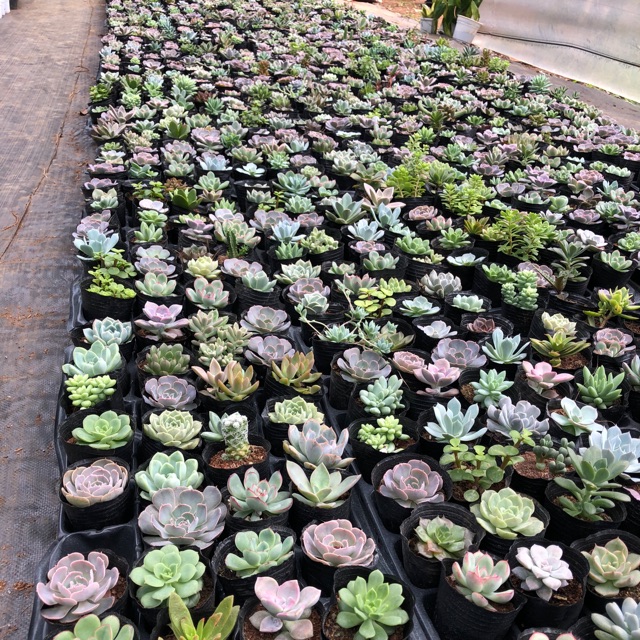 ❤️giá Sỉ 30 bầu sen đá đủ loại