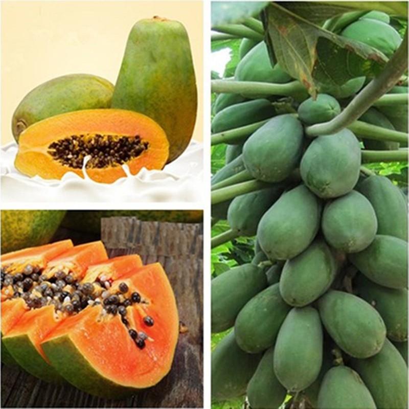 - Hạt giống đu đủ ruột đỏ giá rẻ