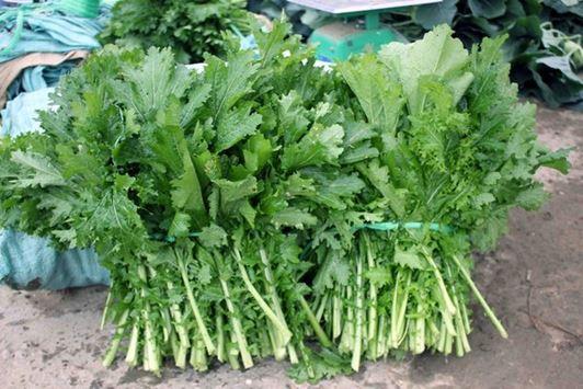 Hạt giống cải mèo