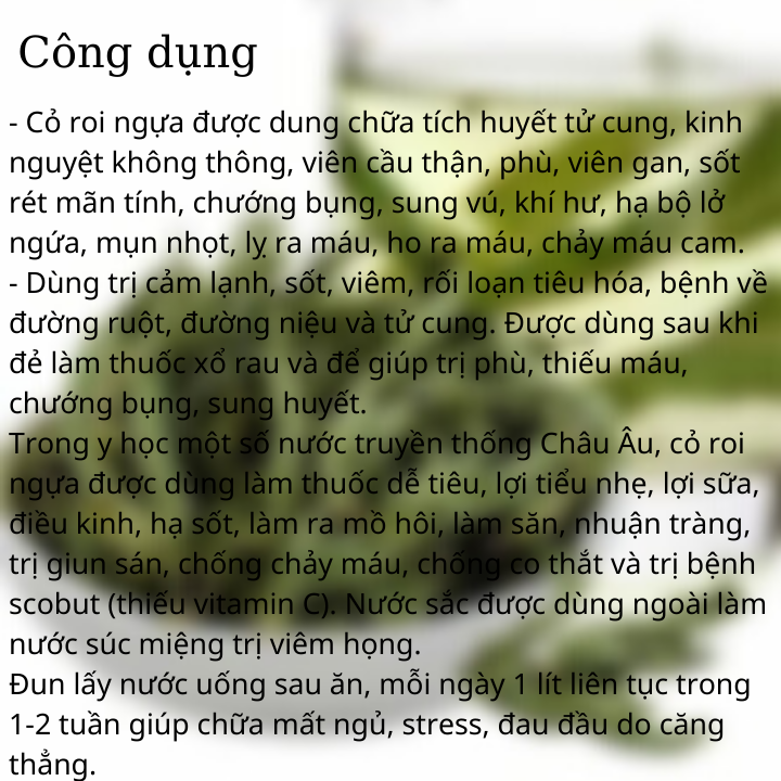 CỎ ROI NGỰA KHÔ IRAN (LEMON VERBENA) (50 GR)