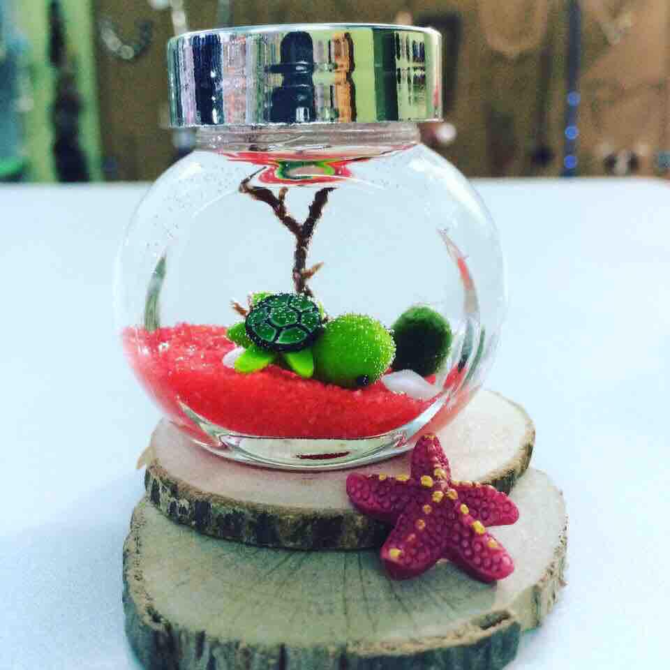 Lọ Marimo nghiêng nhỏ chủ đề chú rùa con