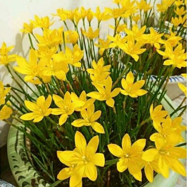 Củ huệ mưa màu vang kim, sống 100% - 5Củ