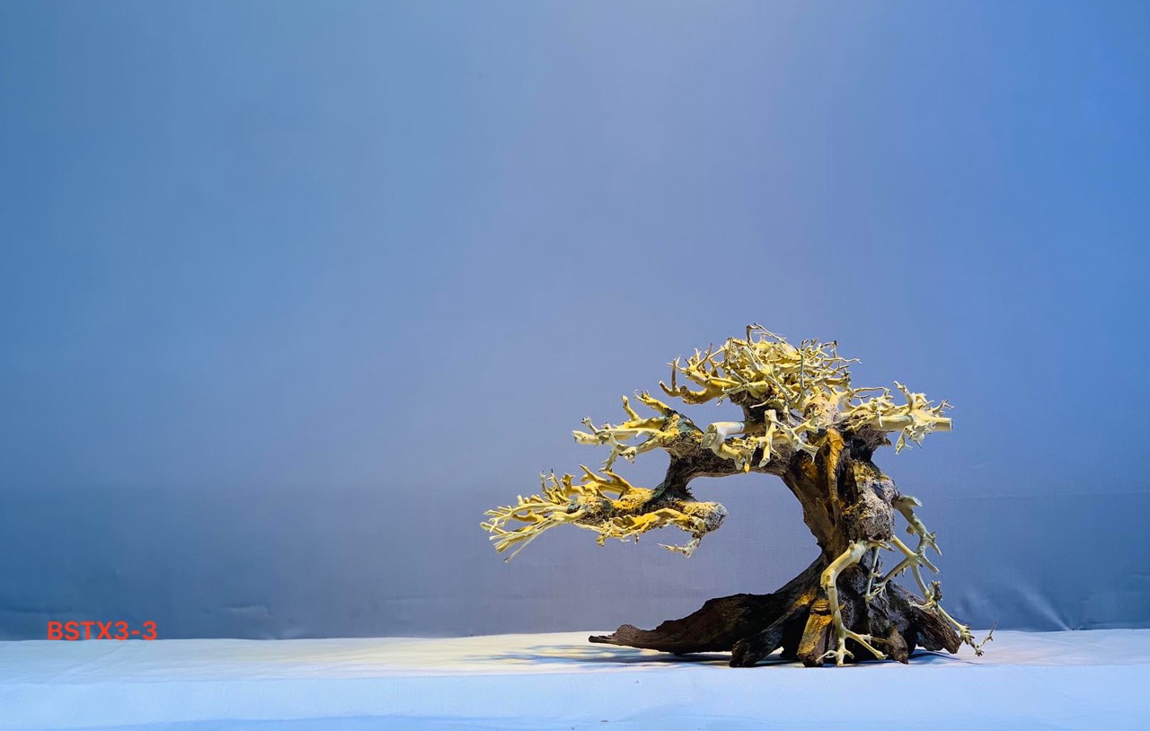 Gỗ lũa thủy sinh _ BSTX3_Driftwood bonsai 15*20 Cây gỗ lũa bonsai dáng đổ