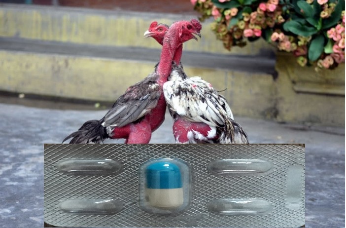 BỘ KHỎI  NẤM MỐC NẶNG CHO GÀ  (  HIỆU QUẢ )