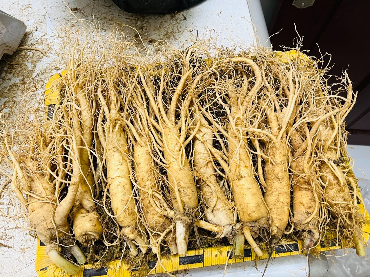  0,5Kg Nhân Sâm Tươi Hàn Quốc Size 10 Củ Kg - Sâm Tươi Chuẩn Hàn Quốc 6 Năm Tuổi 
