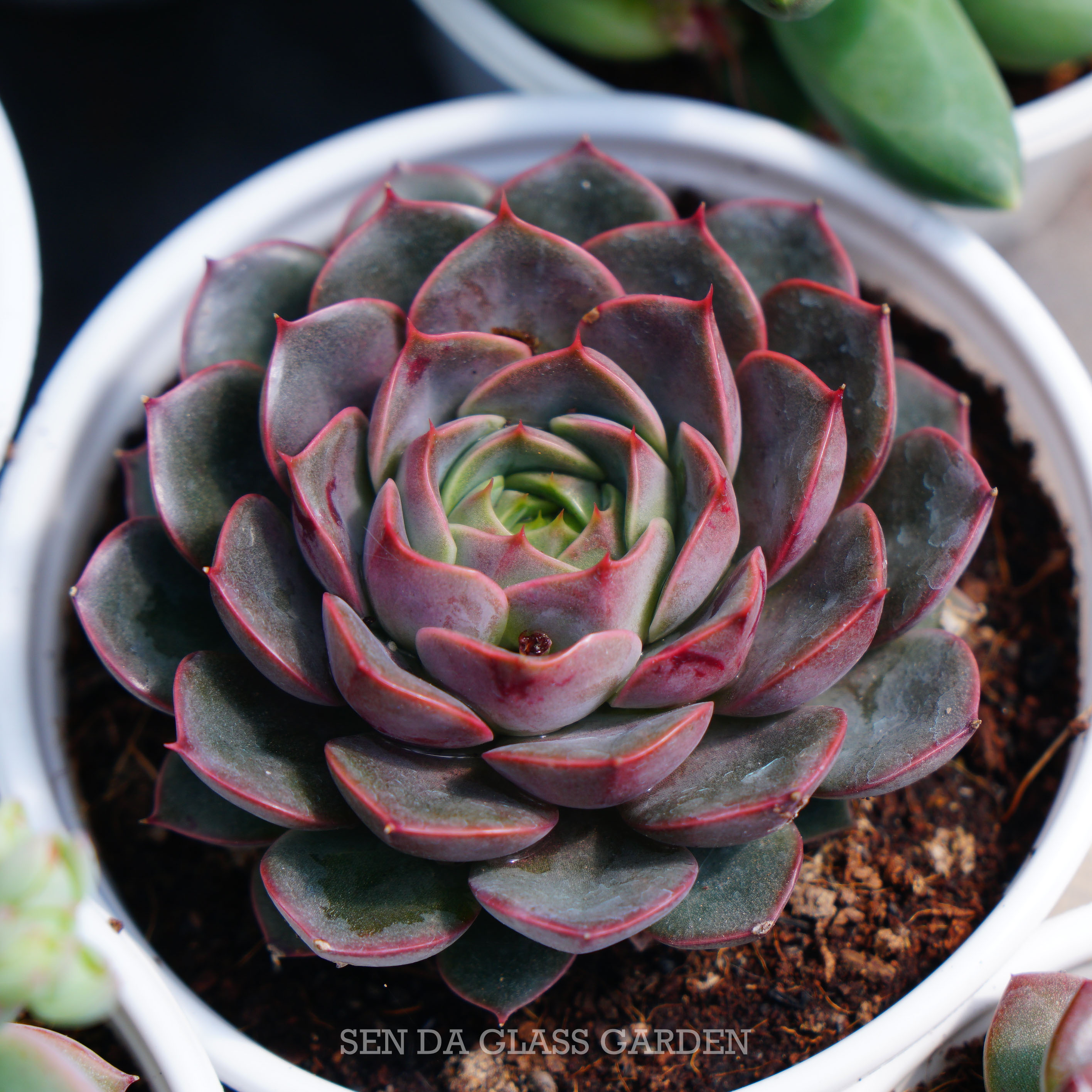 Sen Đá Bông Hồng Đỏ Đà Lạt, Chậu trung 8cm, dễ sống, thuần khí hậu Đà Lạt, Lỗi 1 đổi 1