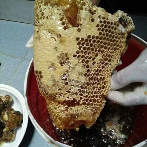 500g mật ong nguyên chất hoa cà phê đak lăk