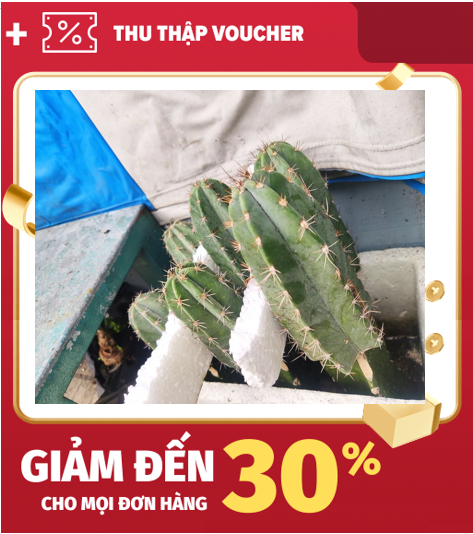 [HCM]Xương rồng Paramau 6 cạnh tháp +20cm (bo tháp lâu bền) Dùng cho tháp gốc lâu dài