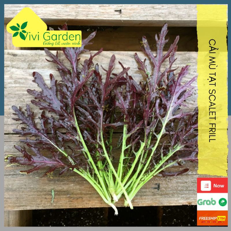 [HCM]Combo 300 Hạt Giống Cải Mù Tạt Scalet Frill Siêu Đẹp Và Ngon Cho Món Salad Có Thể Trồng Quanh Năm