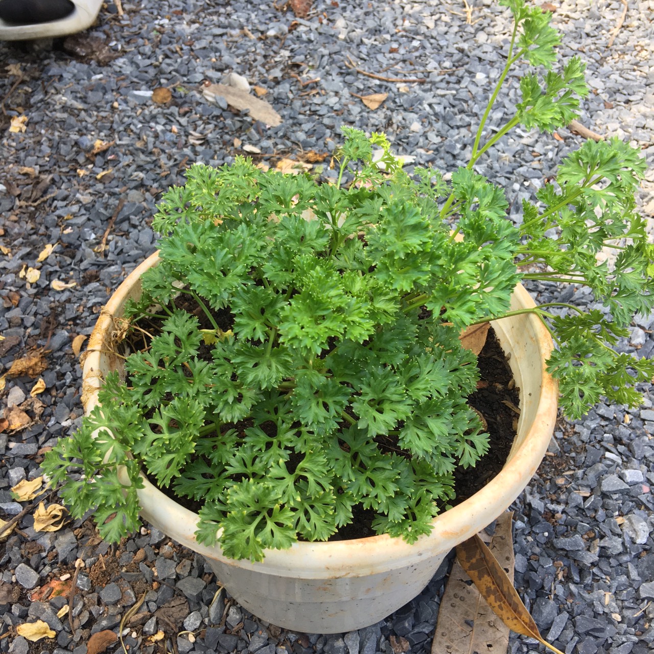 Chậu cây gia vị Ngò Tây Parsley (Petroselimun sativun)