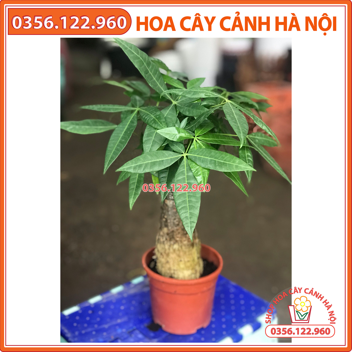 Cây kim ngân để bàn 1 thân đường kính gốc 10cm
