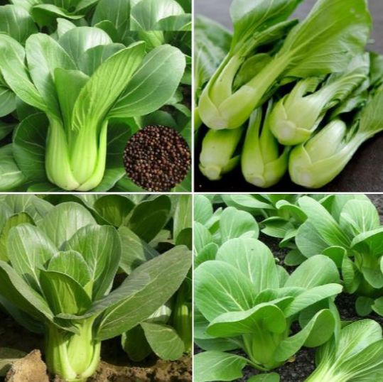 Hạt giống rau cải thìa xanh,cải chíp xanh dể trồng /gói 20 gram