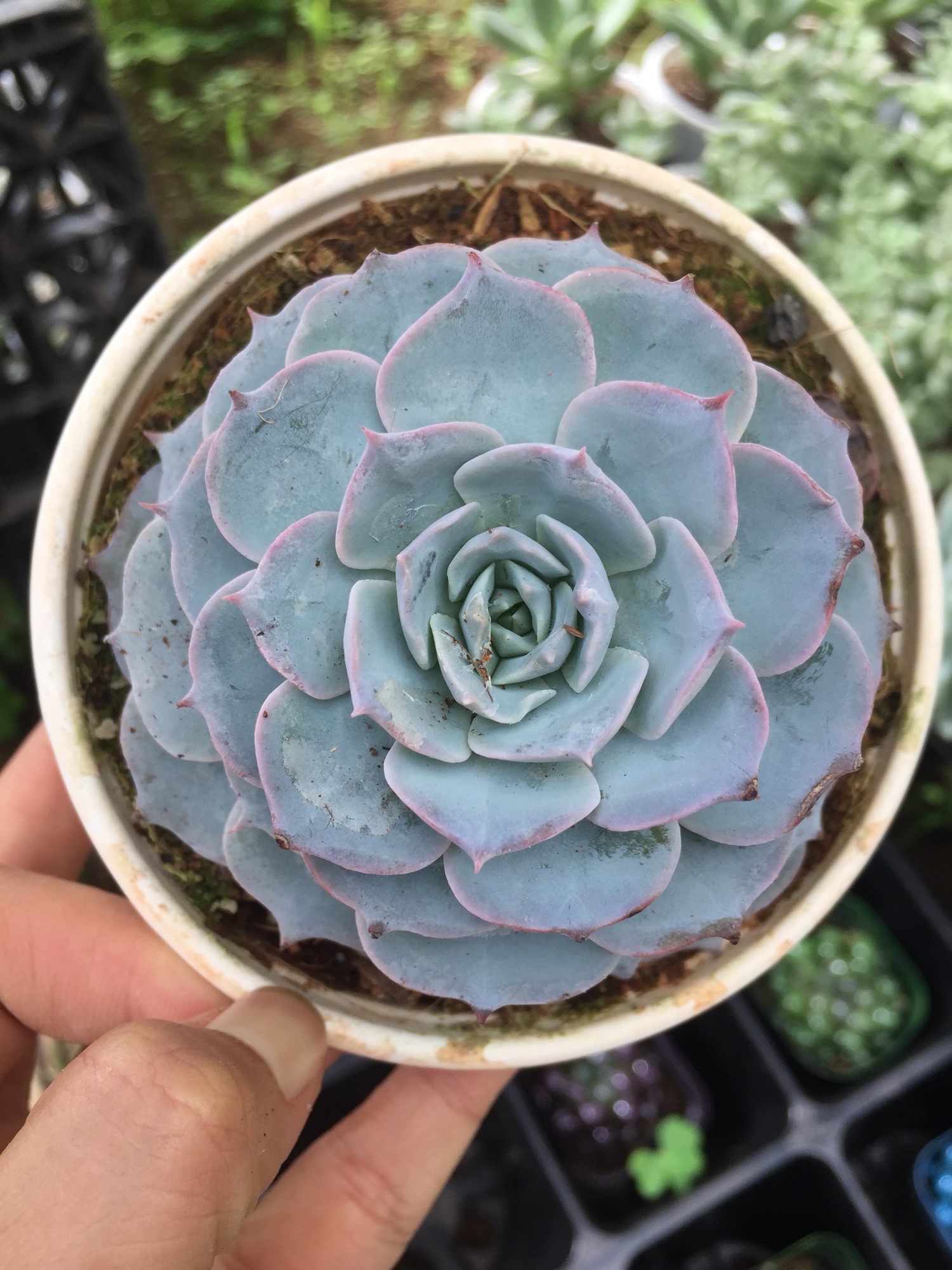 Sen Đá Hồng Phấn size trung